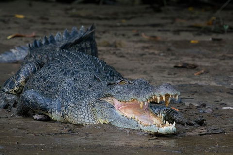 Daintree Afternoon Nocturnal Nature And Wildlife Tour - Holiday Find 4