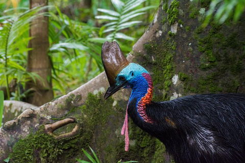 Daintree Afternoon Nocturnal Nature And Wildlife Tour - Holiday Find 0