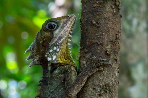 Daintree Afternoon Nocturnal Nature And Wildlife Tour - Holiday Find 1