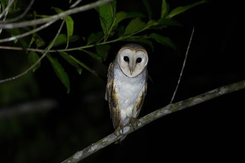 Daintree Afternoon Nocturnal Nature And Wildlife Tour - Holiday Find 10