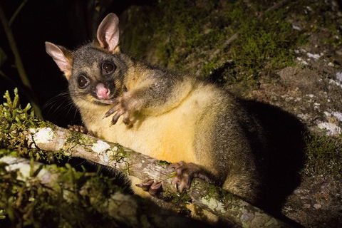 Daintree Afternoon Nocturnal Nature And Wildlife Tour - Holiday Find 7