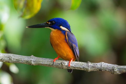 Daintree Afternoon Nocturnal Nature And Wildlife Tour - Holiday Find 2