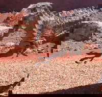 Age of Dinosaurs Museum Half Day Tour - Holiday Find