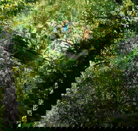 Tamborine Lamington OReillys - Rainforest  Wildlife Tour - Holiday Find