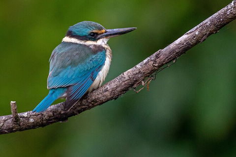 Daintree River Sunset Cruise - Holiday Find 5