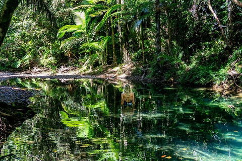 Daintree And Cape Tribulation Full Day Guided Tour - Holiday Find 8