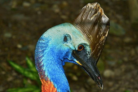 Daintree And Cape Tribulation Full Day Guided Tour - Holiday Find 3