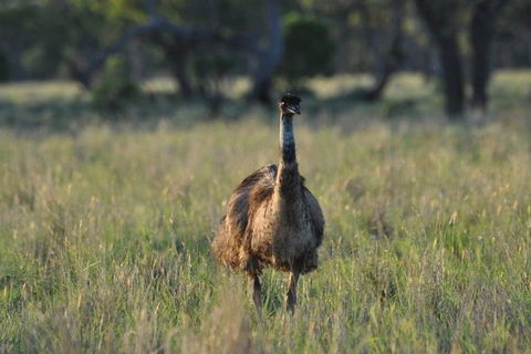 9-Day Cunnamulla Outback Exploration Backpacking Trip From Brisbane - Holiday Find 1