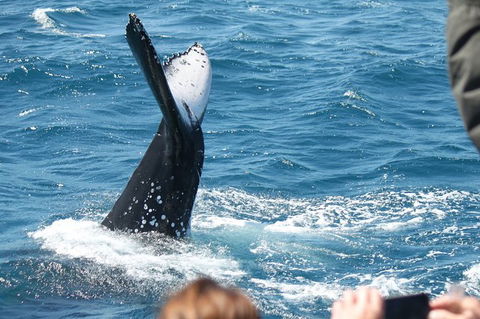 Half-Day Whale Watching In Urangan - Holiday Find 2