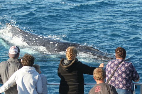 Half-Day Whale Watching In Urangan - Holiday Find 5