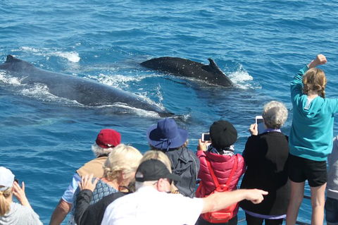 Half-Day Whale Watching In Urangan - Holiday Find 4