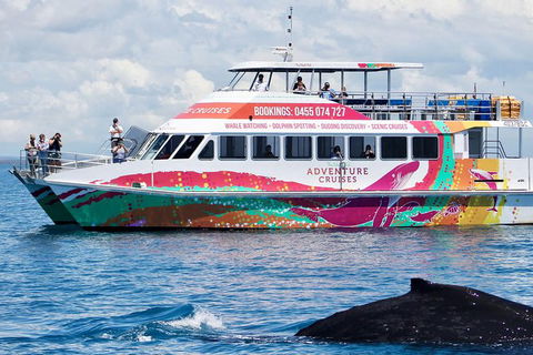 Half-Day Whale Watching In Urangan - Holiday Find 1
