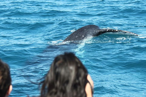 Half-Day Whale Watching In Urangan - Holiday Find 7