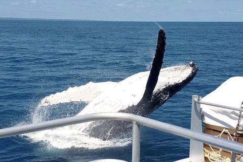 Half-Day Whale Watching In Urangan - Holiday Find 3