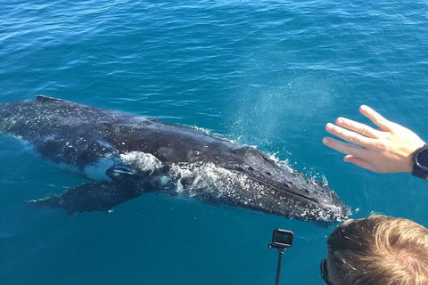 Half-Day Whale Watching In Urangan - Holiday Find 6