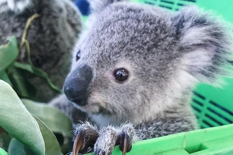 Nature By Night - Holiday Find 4