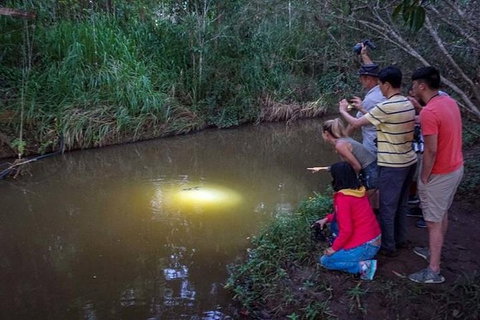 Rainforest & Nocturnal Wildlife Tour - Holiday Find 0