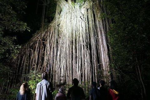 Rainforest & Nocturnal Wildlife Tour - Holiday Find 4