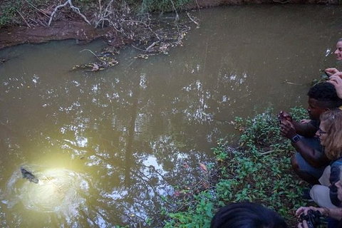 Rainforest & Nocturnal Wildlife Tour - Holiday Find 3