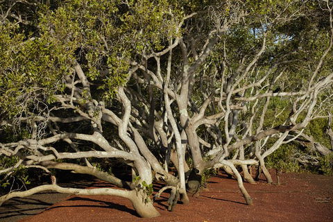 Private Full-Day Guided Tour With Workshop: Karragarra And Macleay Island - Holiday Find 16