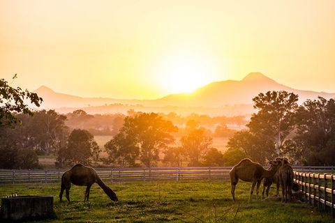 Camel Farm Discovery - Holiday Find 1