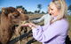 Camel Farm Discovery - thumb 5