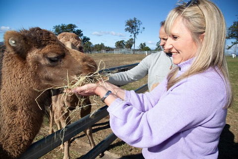 Camel Farm Discovery - Holiday Find 5