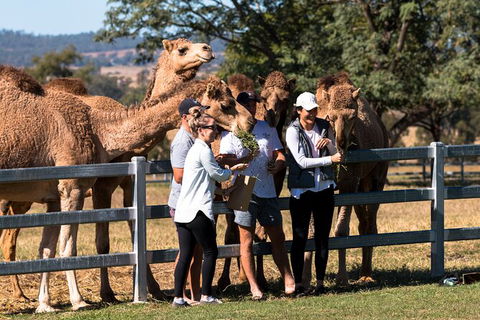 Camel Farm Discovery - Holiday Find 0