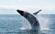 PRIVATE Whale Watching Tour - Up To 11 People In Your Group - thumb 0