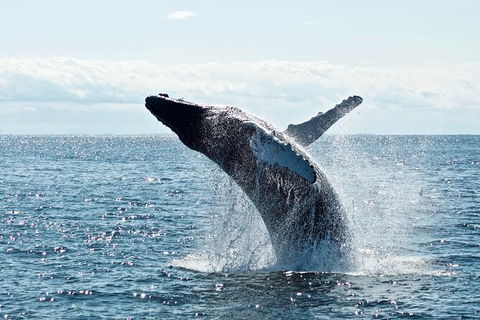 PRIVATE Whale Watching Tour - Up To 11 People In Your Group - Holiday Find 0