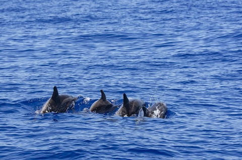 PRIVATE Whale Watching Tour - Up To 11 People In Your Group - Holiday Find 3