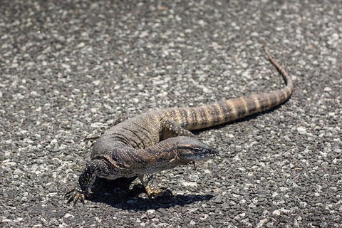 Coffin Bay Oysters, Ocean & Nature Tour - Holiday Find 5