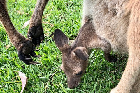 Coffin Bay Oysters, Ocean & Nature Tour - Holiday Find 10