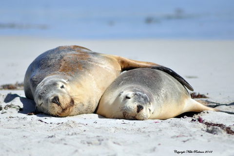 NEW TOUR - Kangaroo Island Road To Recovery Tour (1 Day/1 Night) - Holiday Find 3