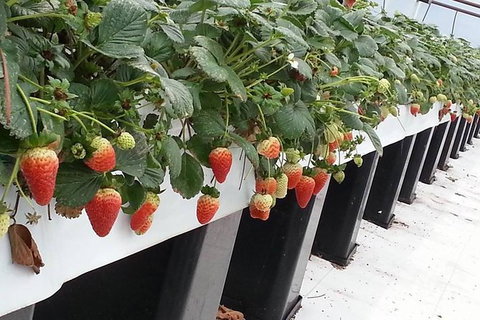 Yarra Valley Farmgate Tours - Holiday Find 5