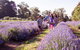Yarra Valley Farmgate Tours - thumb 3