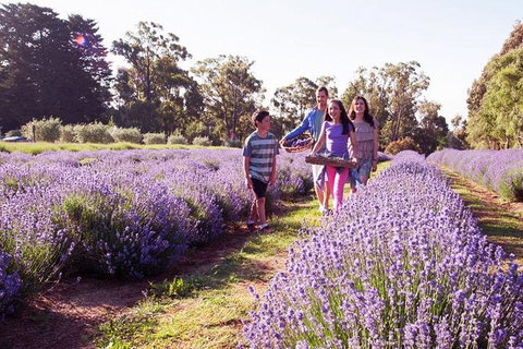 Yarra Valley Farmgate Tours - Holiday Find 3