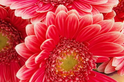 Yarra Valley Farmgate Tours - Holiday Find 2