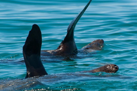 Dolphin And Seal Watching Eco Boat Cruise Mornington Peninsula - Holiday Find 13