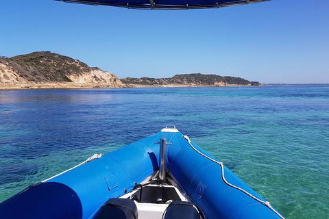 Dolphin And Seal Watching Eco Boat Cruise Mornington Peninsula - Holiday Find 3