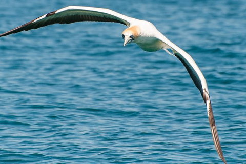 Dolphin And Seal Watching Eco Boat Cruise Mornington Peninsula - Holiday Find 10