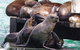 Dolphin And Seal Watching Eco Boat Cruise Mornington Peninsula - thumb 5