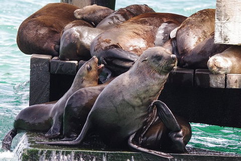 Dolphin And Seal Watching Eco Boat Cruise Mornington Peninsula - Holiday Find 5