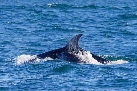 Dolphin And Seal Watching Eco Boat Cruise Mornington Peninsula - Holiday Find 12