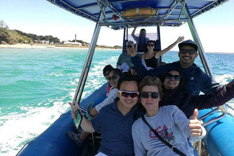 Dolphin And Seal Watching Eco Boat Cruise Mornington Peninsula - Holiday Find 2