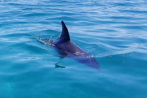 Dolphin And Seal Watching Eco Boat Cruise Mornington Peninsula - Holiday Find 0