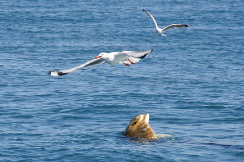 Dolphin And Seal Watching Eco Boat Cruise Mornington Peninsula - Holiday Find 1