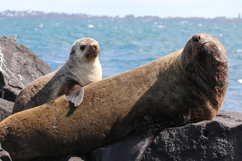 Dolphin And Seal Watching Eco Boat Cruise Mornington Peninsula - Holiday Find 8