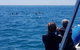 Dolphin And Seal Watching Eco Boat Cruise Mornington Peninsula - thumb 11