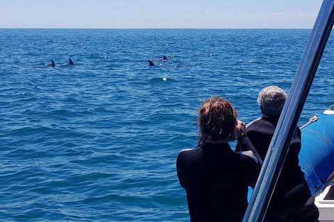 Dolphin And Seal Watching Eco Boat Cruise Mornington Peninsula - Holiday Find 11